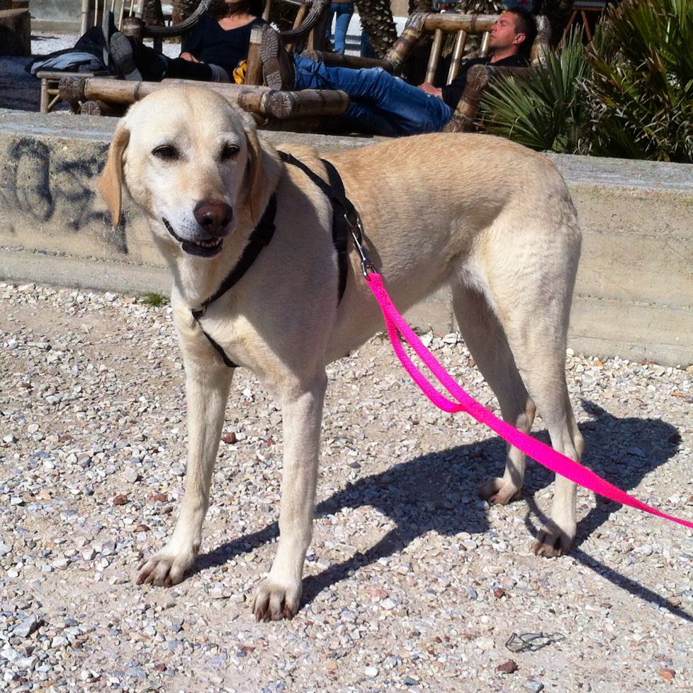 Canina rimasta sola dopo la morte della padrona cerca casa