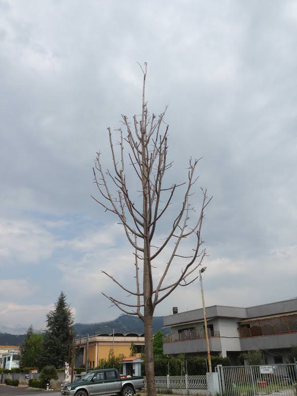 “Stanno seccando i sessanta alberi piantati alle Bocchette”