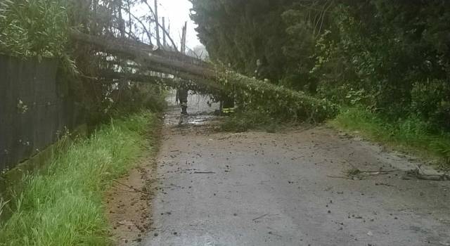 Cade un albero, chiusa al traffico via Calagrande tra Camaiore e Massarosa