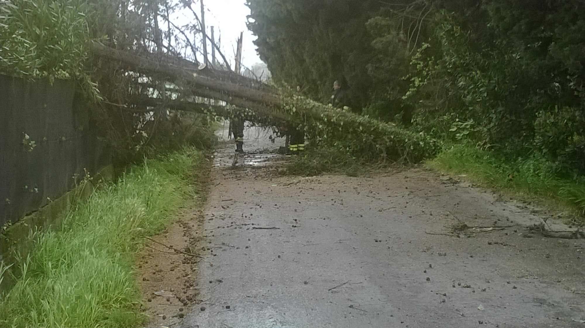 Cade un albero, chiusa al traffico via Calagrande tra Camaiore e Massarosa