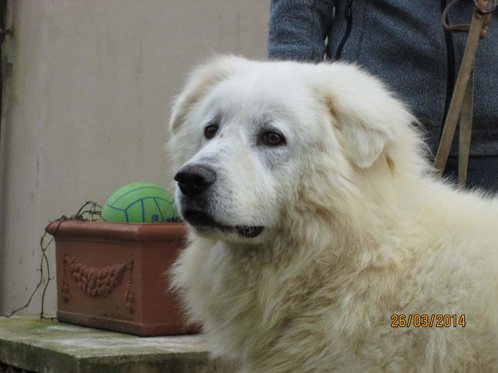 Sos animali. Golia cerca casa