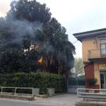 Prende fuoco una palma sulla Sarzanese, intervengono i pompieri 2 foto Manuela Mazzei per FotoMania