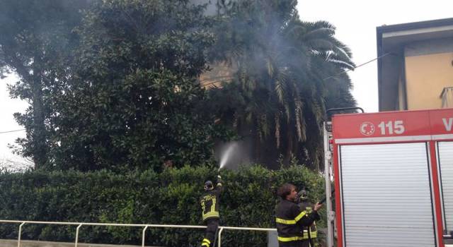 Prende fuoco una palma sulla Sarzanese, intervengono i pompieri