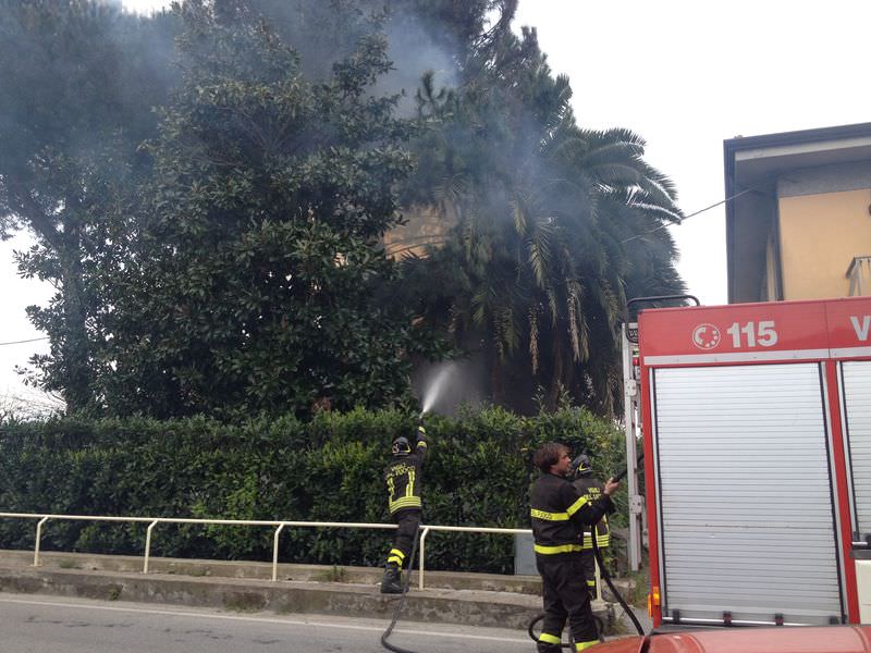 Prende fuoco una palma sulla Sarzanese, intervengono i pompieri