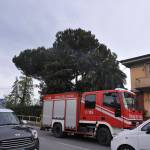 Prende fuoco una palma sulla Sarzanese, intervengono i pompieri 1 foto Manuela Mazzei per FotoMania