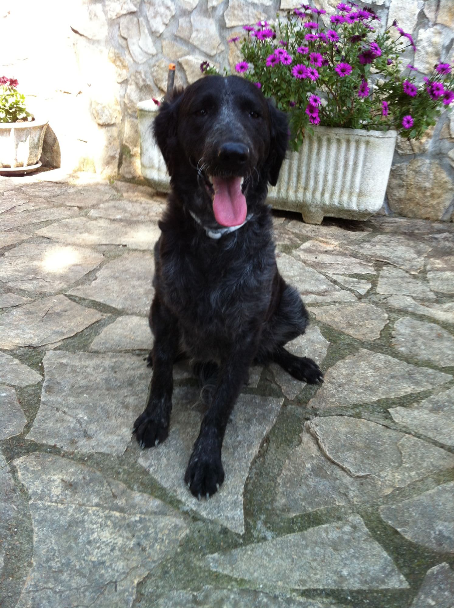 Sos Animali. Simil setter cerca casa