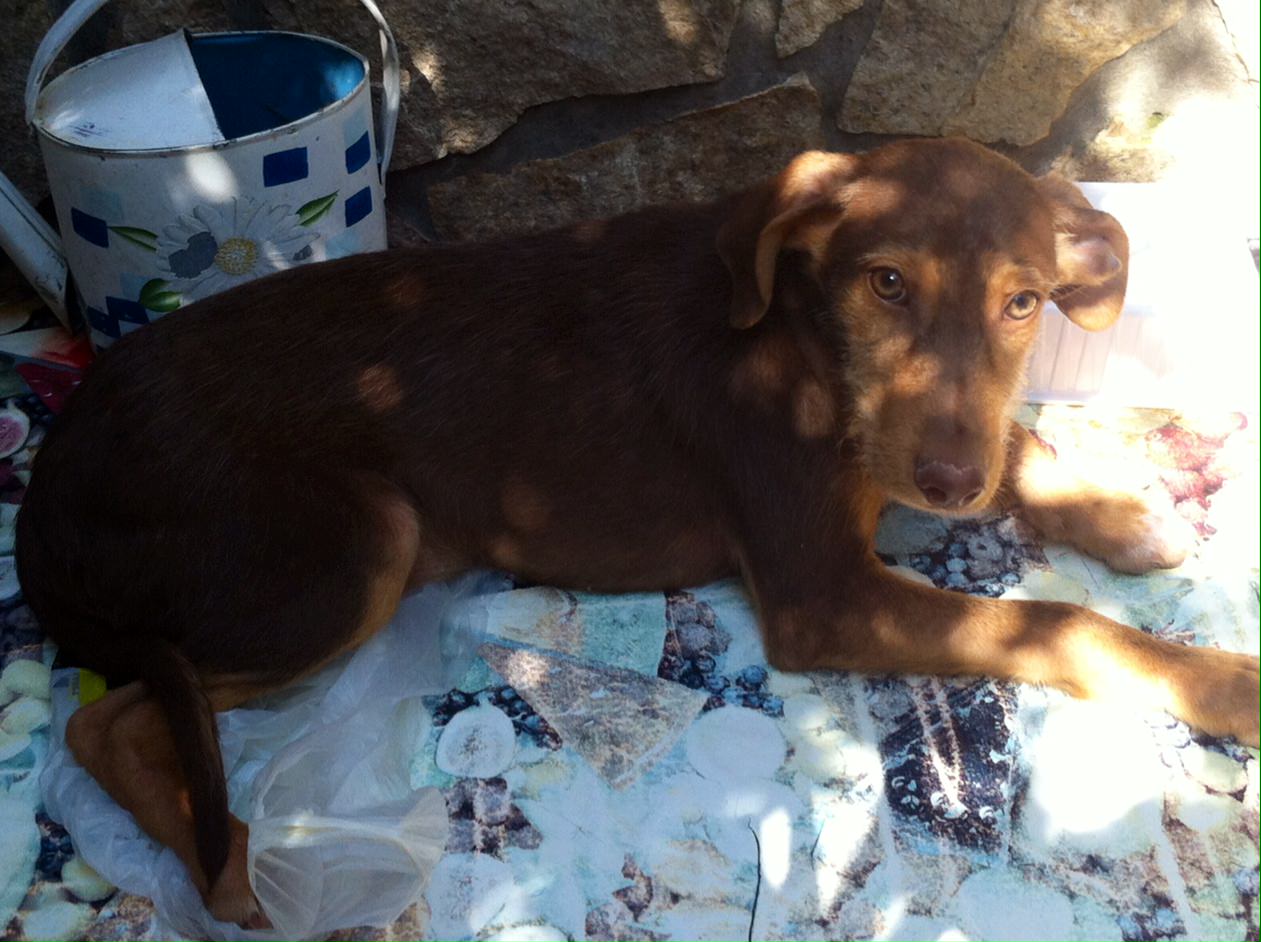 Cagnolone di cinque mesi cerca amore e compagnia