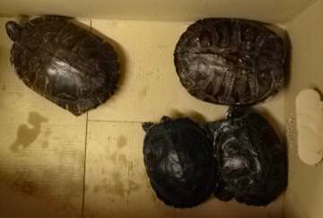 Abbandonano quattro tartarughe dentro un sacco di plastica. Salvate in extremis