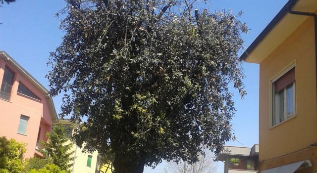 Potato, dopo un anno di proteste, l&#8217;albero al Varignano