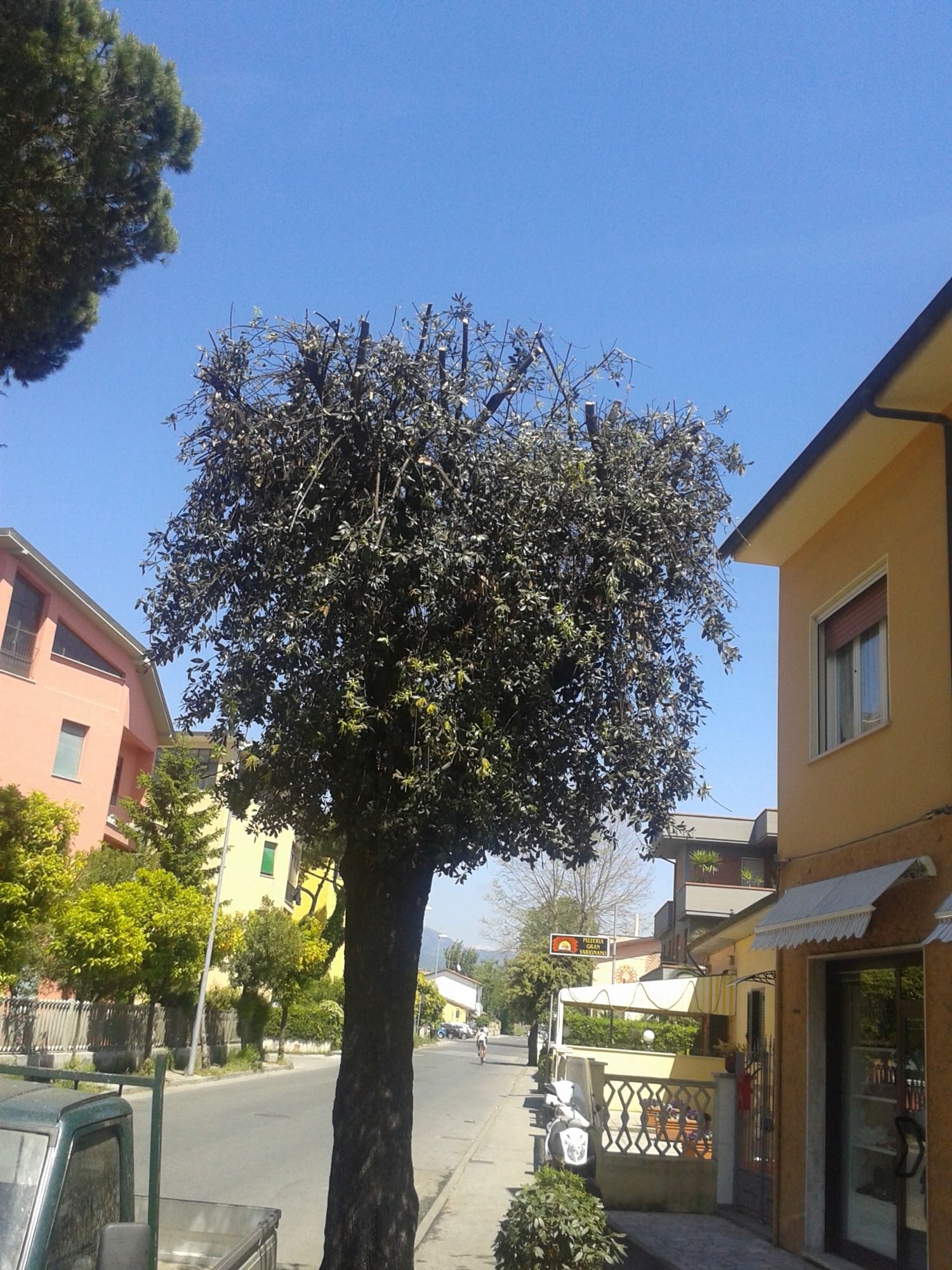 Potato, dopo un anno di proteste, l’albero al Varignano