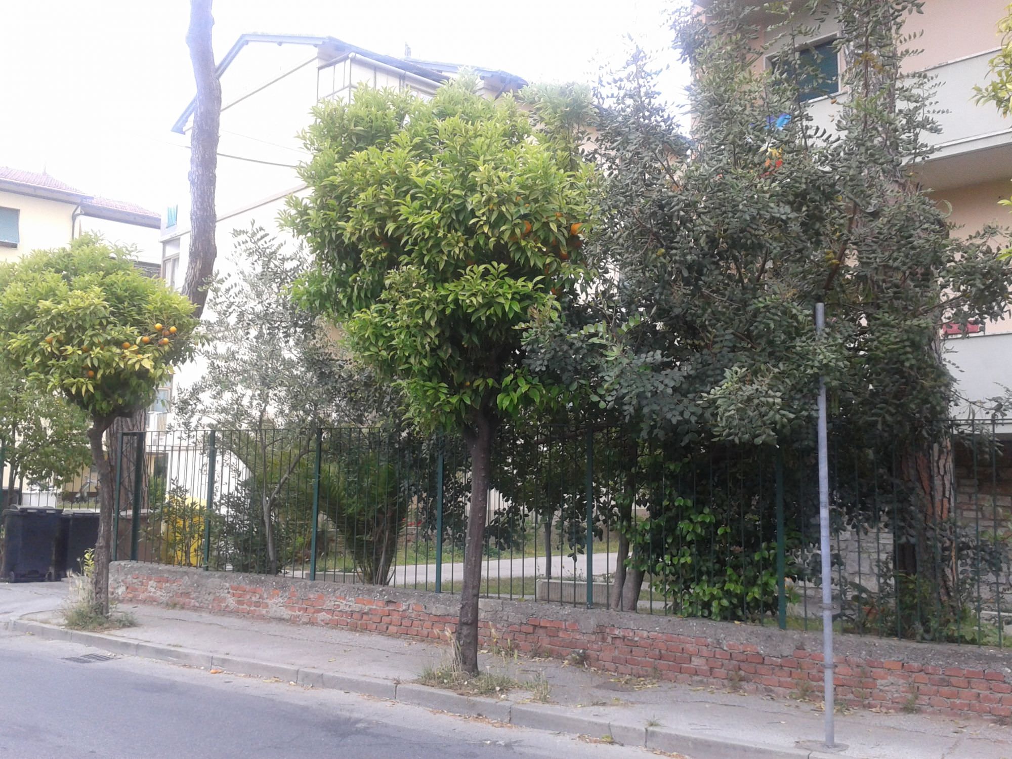 Alberi pericolosi al Varignano. Proteste dei residenti