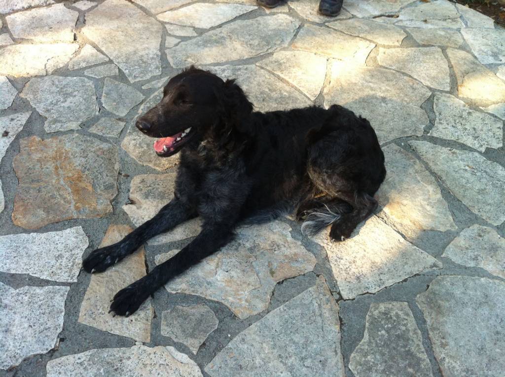 cane cani black