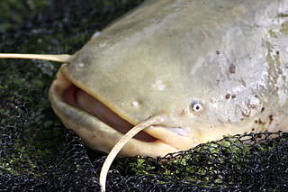 Pesce siluro in Arno: la carcassa di 80 chili recuperata dai pompieri
