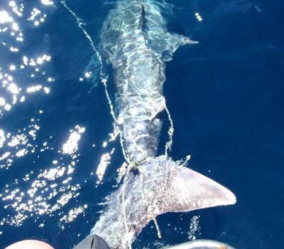 Uno squalo di otto metri nel Tirreno: rimasto impigliato nelle reti dei pescatori di Livorno