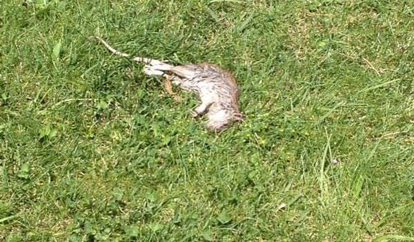 Un grosso topo morto in Passeggiata a Lido. Resta sotto il sole per mezza giornata