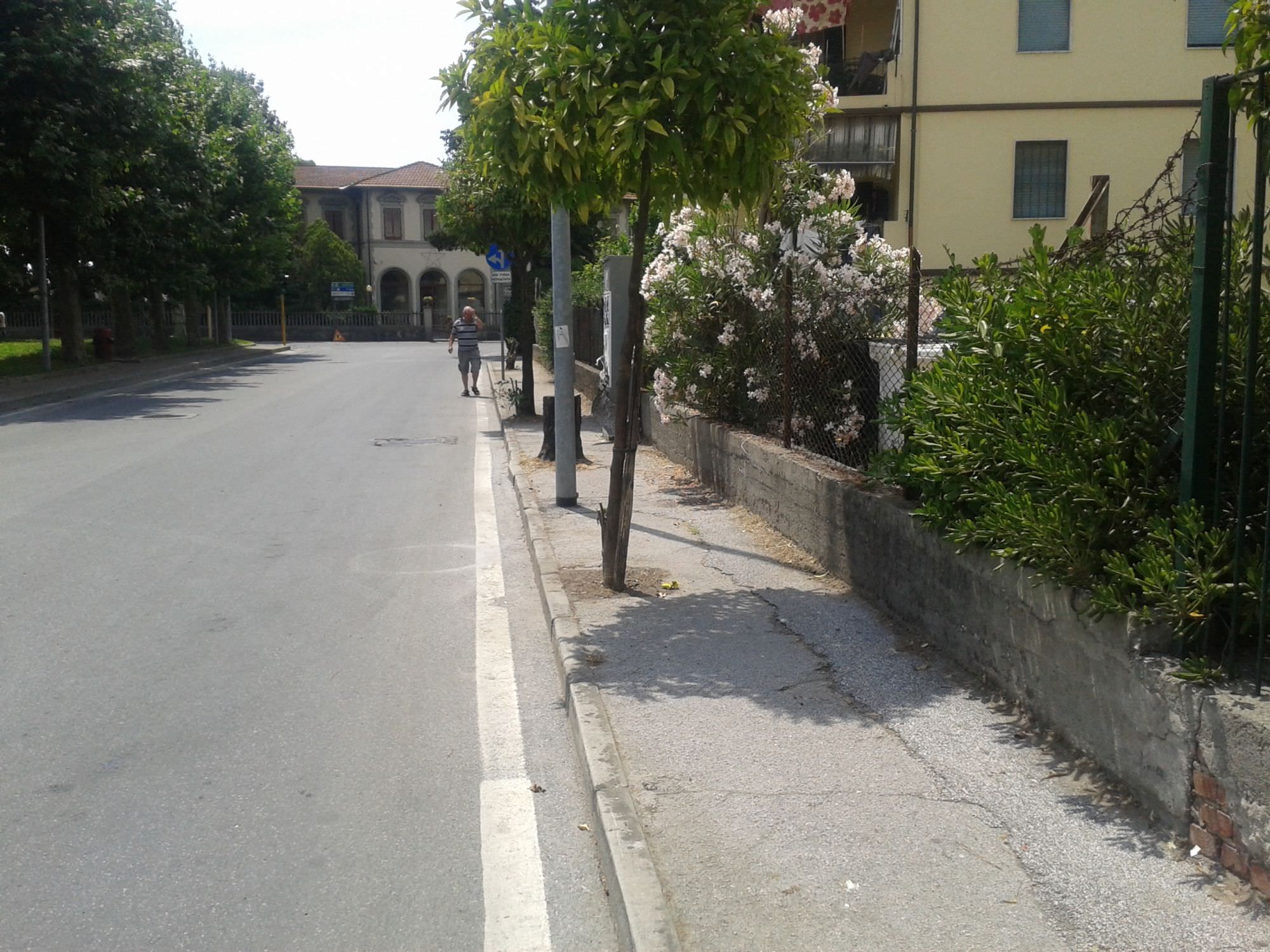 Alberi potati sul marciapiede di via Paladini