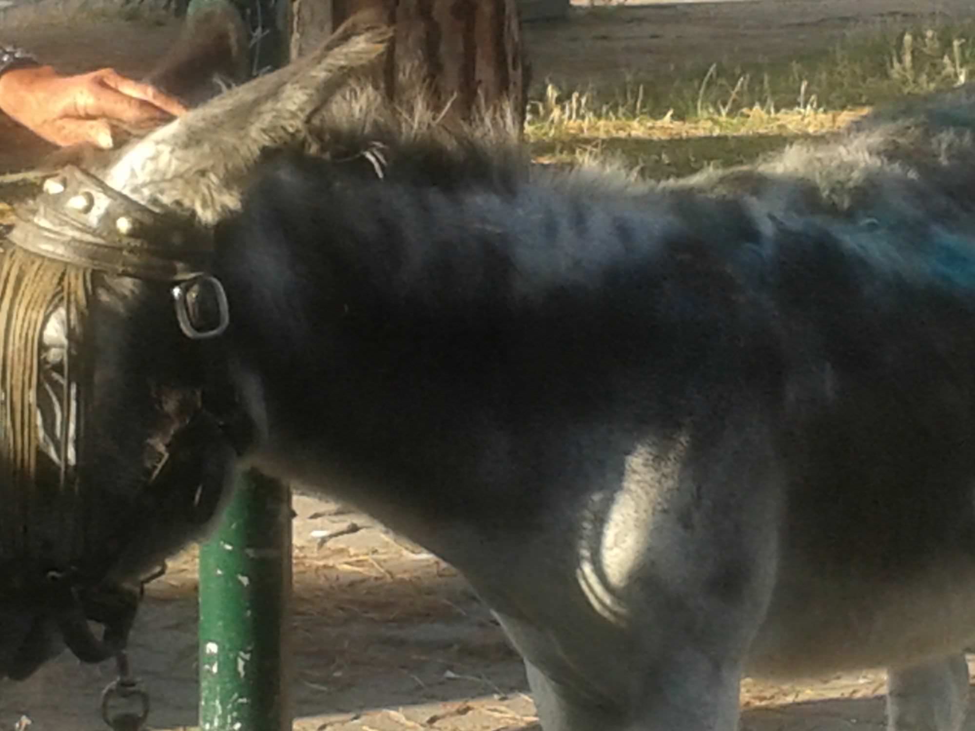 Clochard dalla Francia a Viareggio col suo asino. Sequestrato l’animale