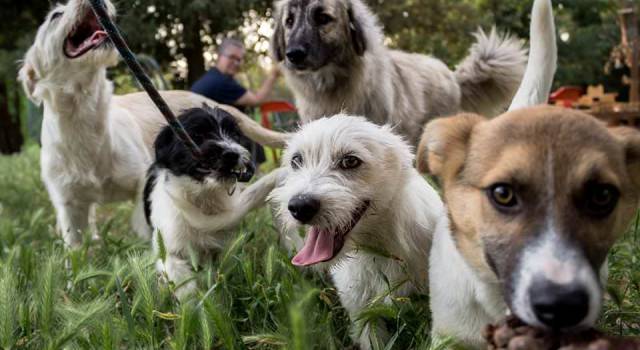 “Non vogliamo che i cani di Pietrasanta vengano trasferiti fuori dal territorio versiliese!”