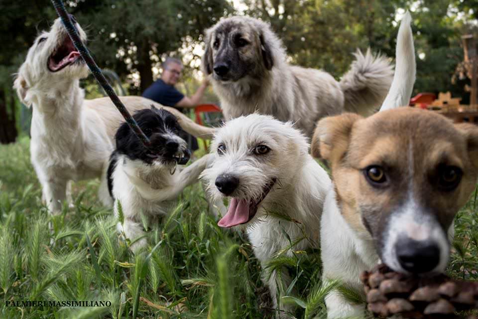 Sgambatoio comunale Seravezza: aree distinte per cani di piccola e grossa taglia con fontanelle e panchine