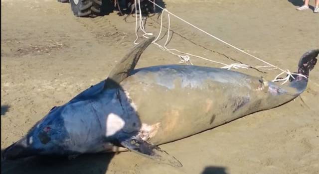La moria di delfini non si arresta: 36mo caso da inizio anno