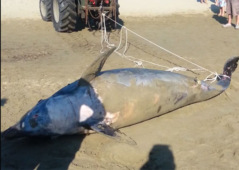 Delfino trovato senza vita a Marina di Pietrasanta (Video)