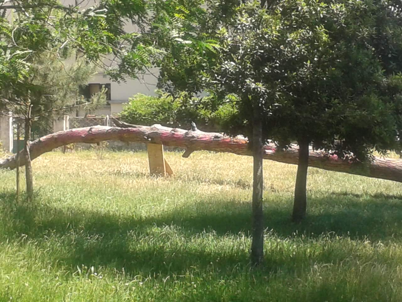 Al Parco di San Rossore un seminario sulle specie aliene in Toscana