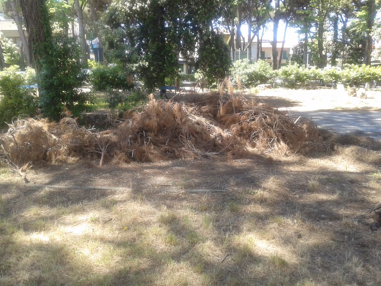 Alberi a terra e sporcizia nella Pineta di Levante