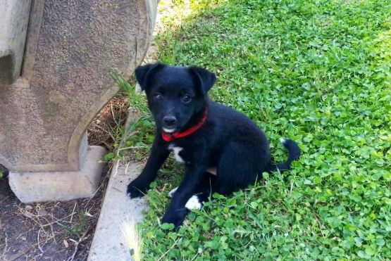 Sos animali. Cuccioli di due mesi cercano casa