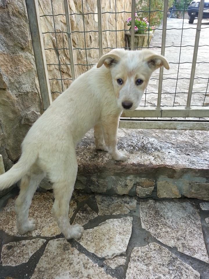 Sos animali. Due cucciole cercano casa