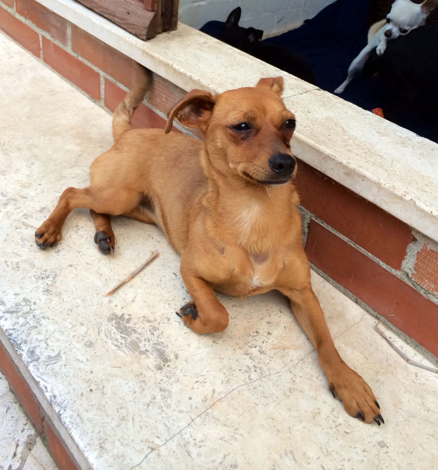 Sos animali. Cagnolina di tipo pincher cerca casa