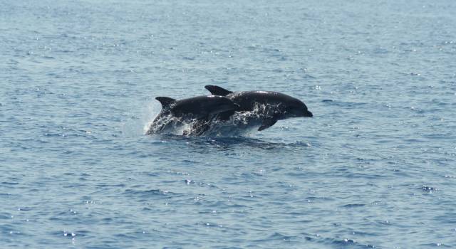 Avvistata a Lido di Camaiore una coppia di delfini