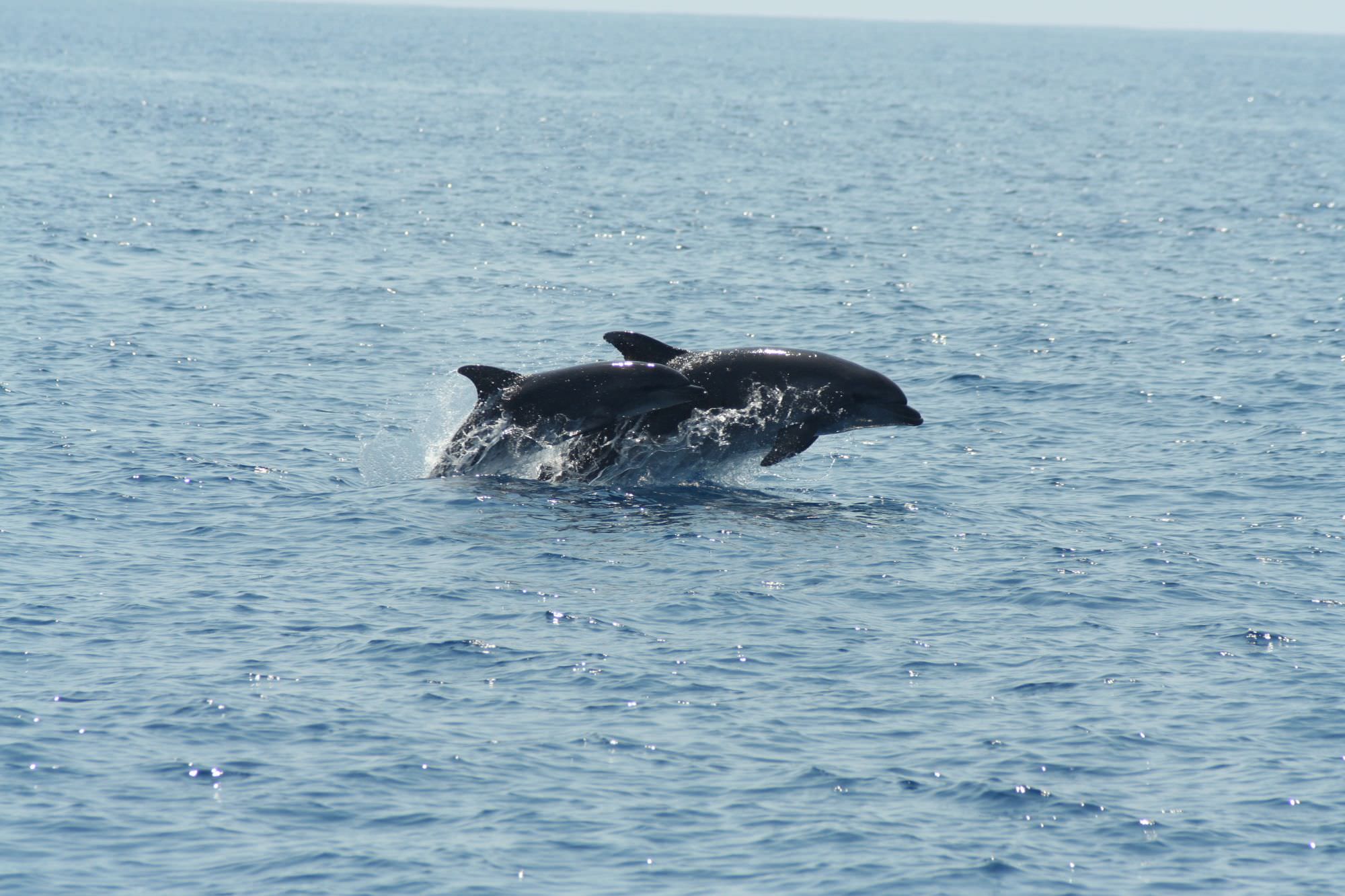 Avvistato un gruppo di delfini nelle acque di Viareggio