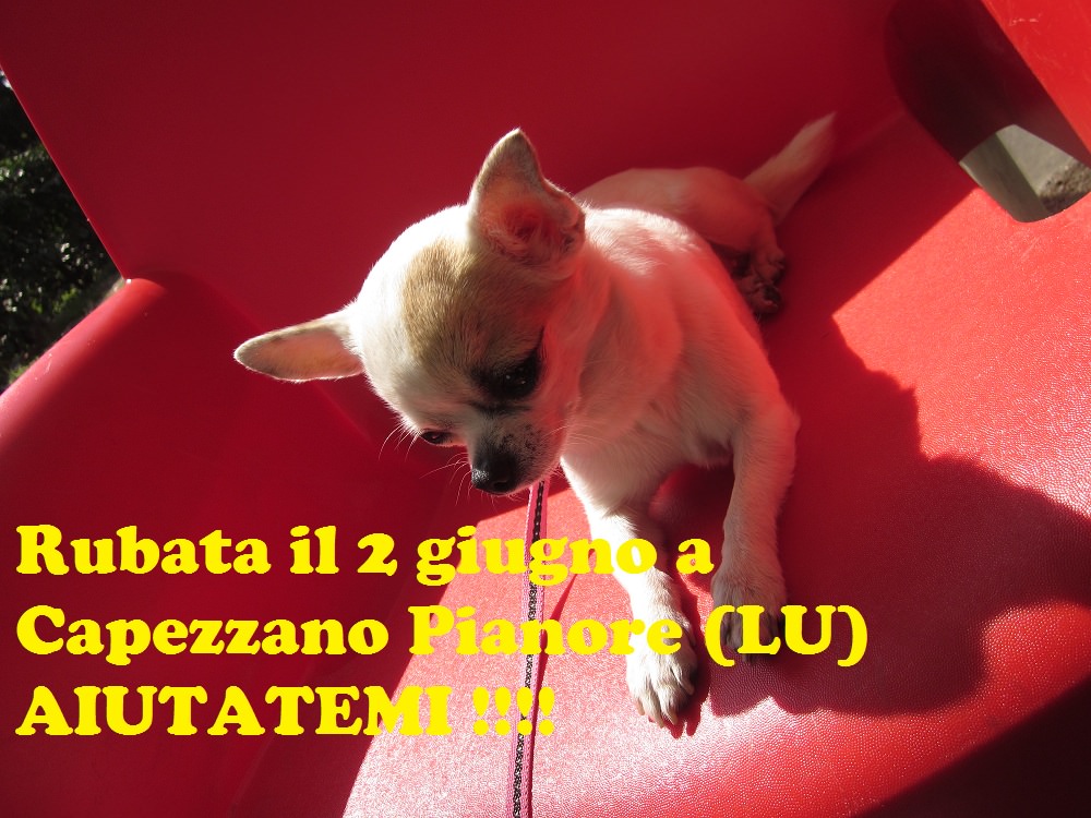 Rubato un altro cane da una casa. È il secondo in pochi giorni