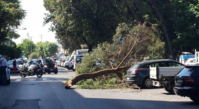 Il ramo di un albero cade in strada e graffia un&#8217;auto. Paura in centro a Viareggio (le foto)