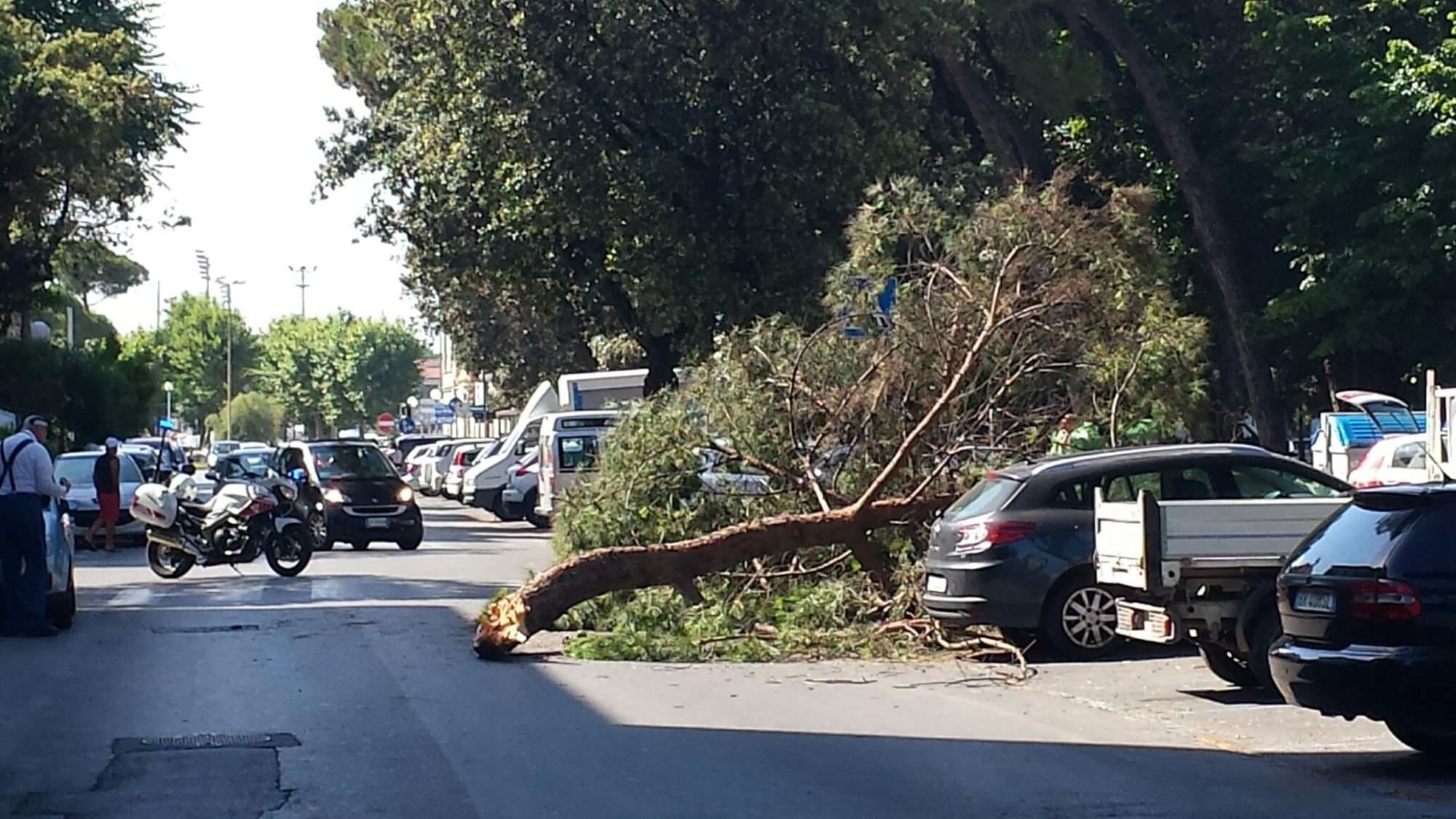 Il ramo di un albero cade in strada e graffia un’auto. Paura in centro a Viareggio (le foto)