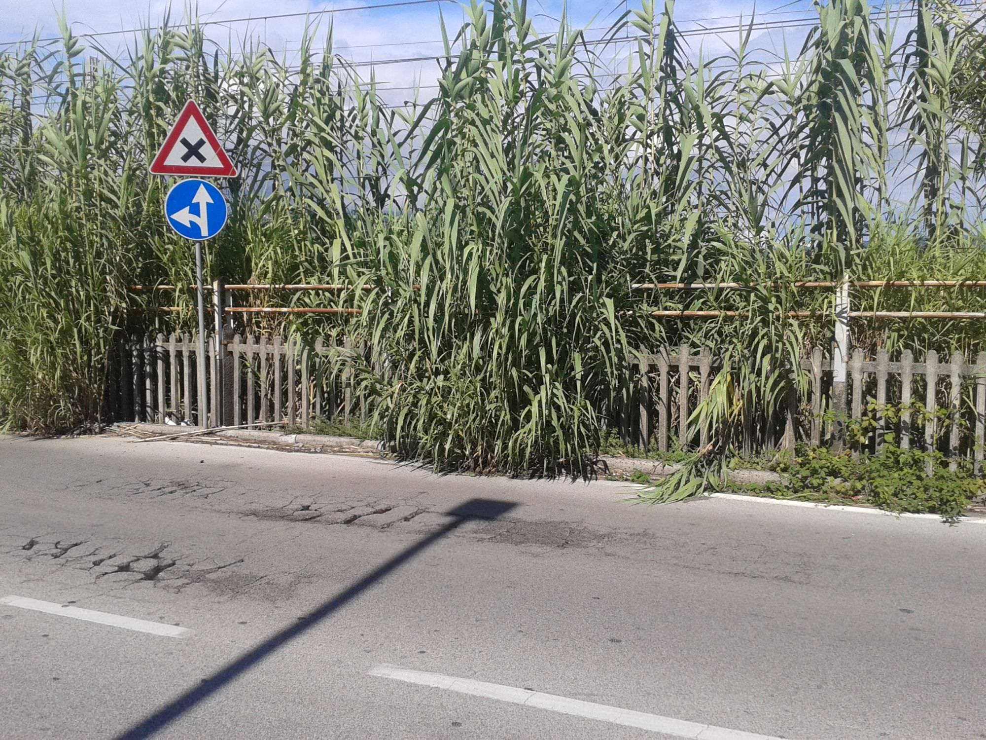 Canne invadono la carreggiata in via D’Acquisto, proteste a Viareggio