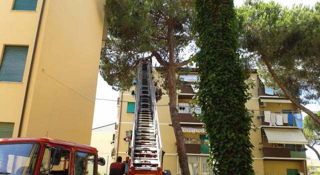 Ramo pericolante di pino rischia di cadere, intervento dei vigili del fuoco al Varignano