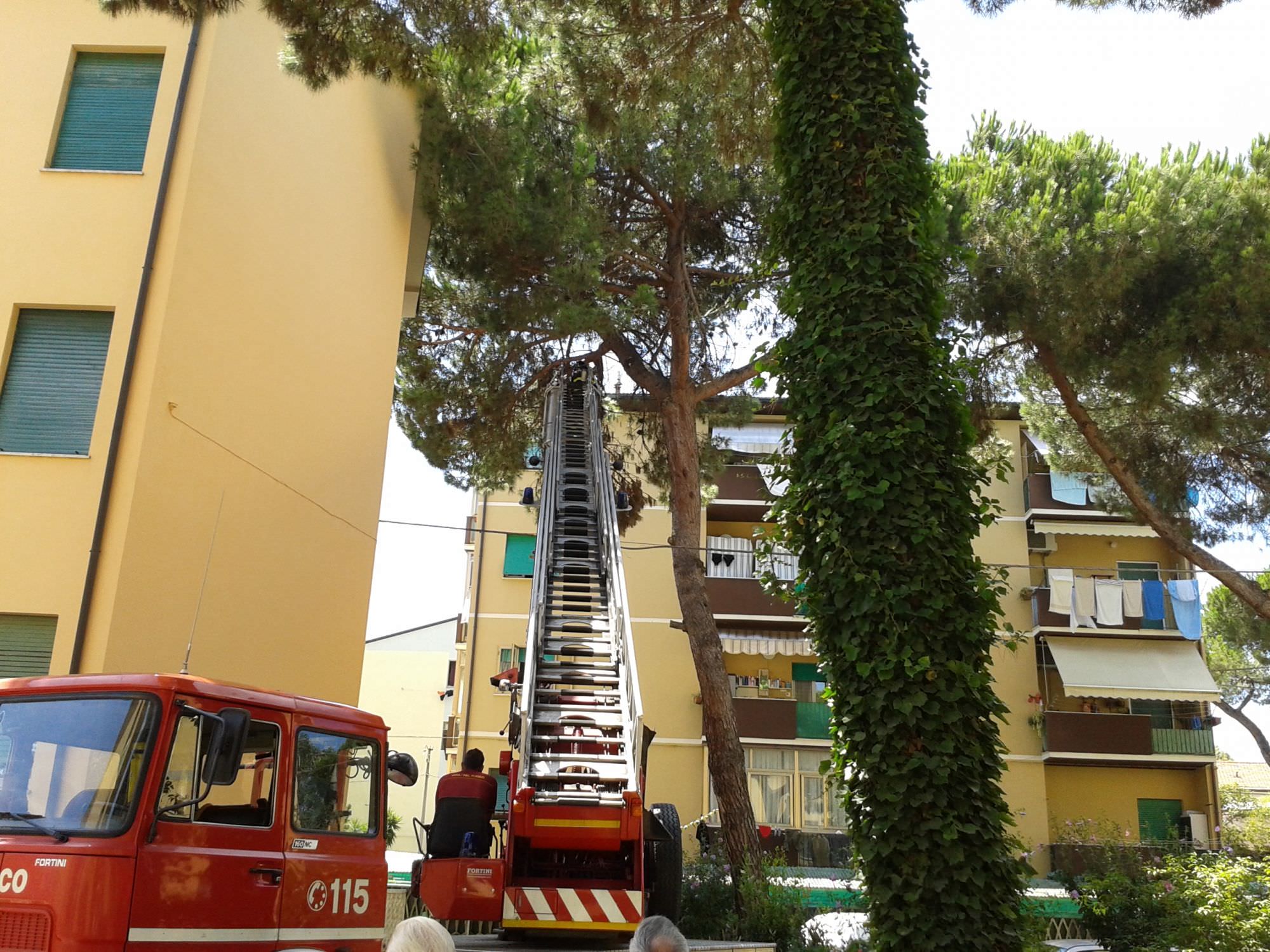 Ramo pericolante di pino rischia di cadere, intervento dei vigili del fuoco al Varignano