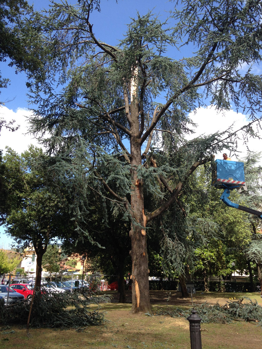 Un fulmine centra un albero: rinviata l’inaugurazione del parco