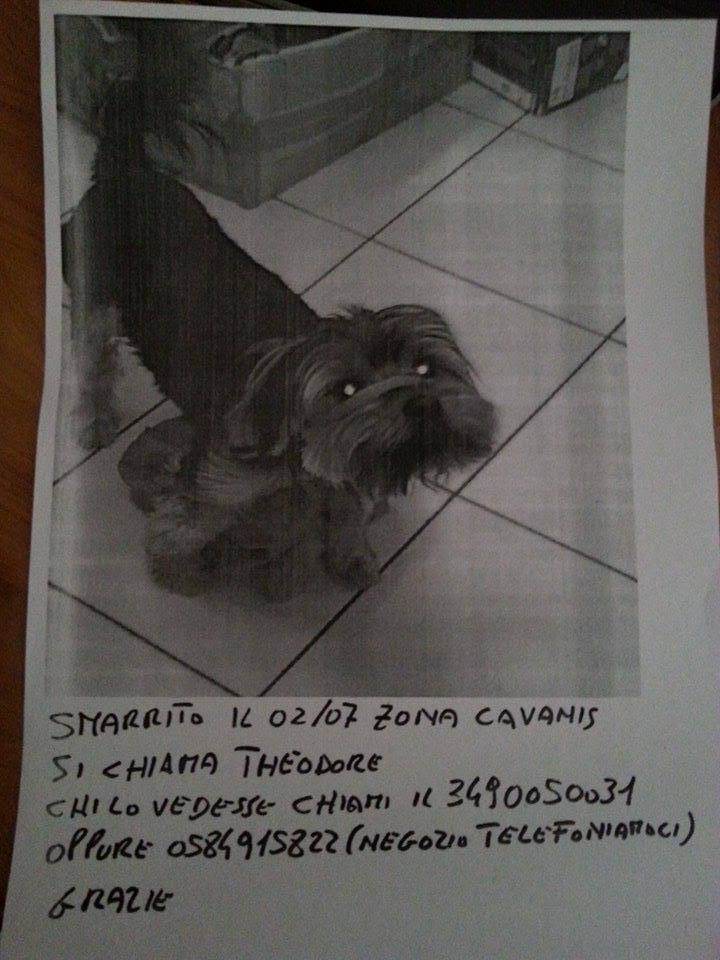 Sos animali. Scomparso Theodore