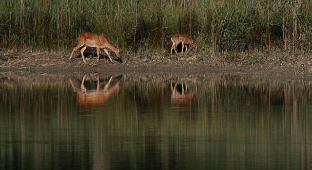 &#8220;Da Striscia accanimento senza senso. Danneggiata l&#8217;immagine del Parco