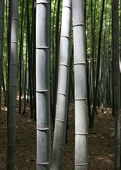 Canne di bambù troppo sporgenti in via della Fontanella