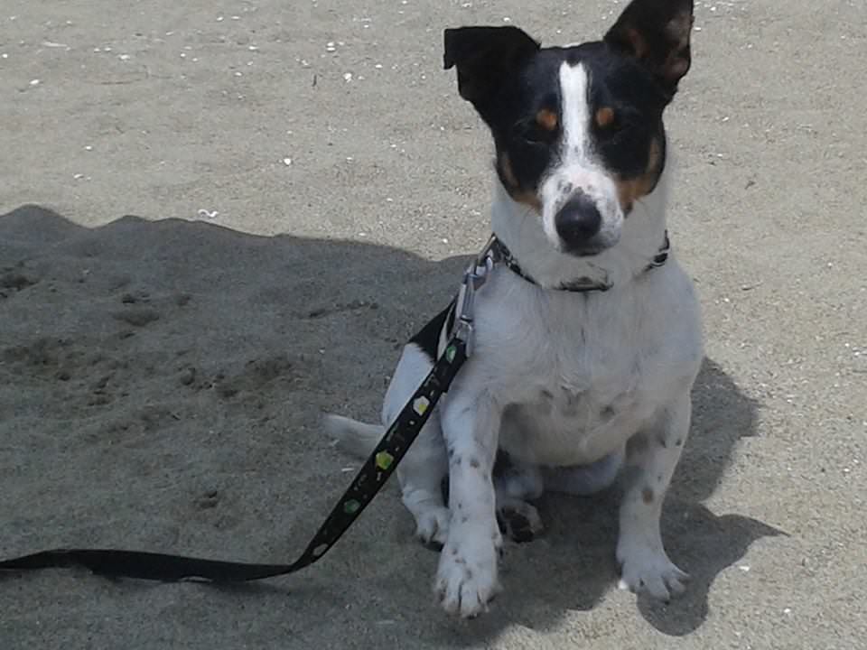 Sos animali, smarrito cane a Torre del Lago