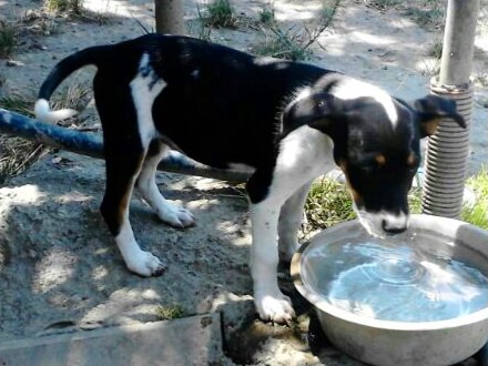 Sos Animali. Cucciola di tre mesi cerca casa