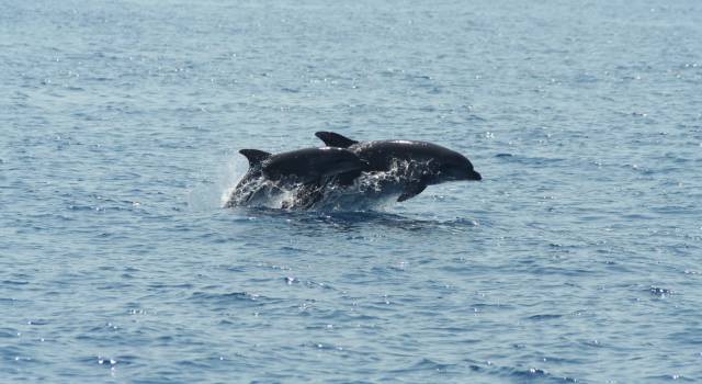 Santuario dei cetacei, il Parco aderisce al Partenariato Pelagos: le azioni in corso per proteggere balene e delfini