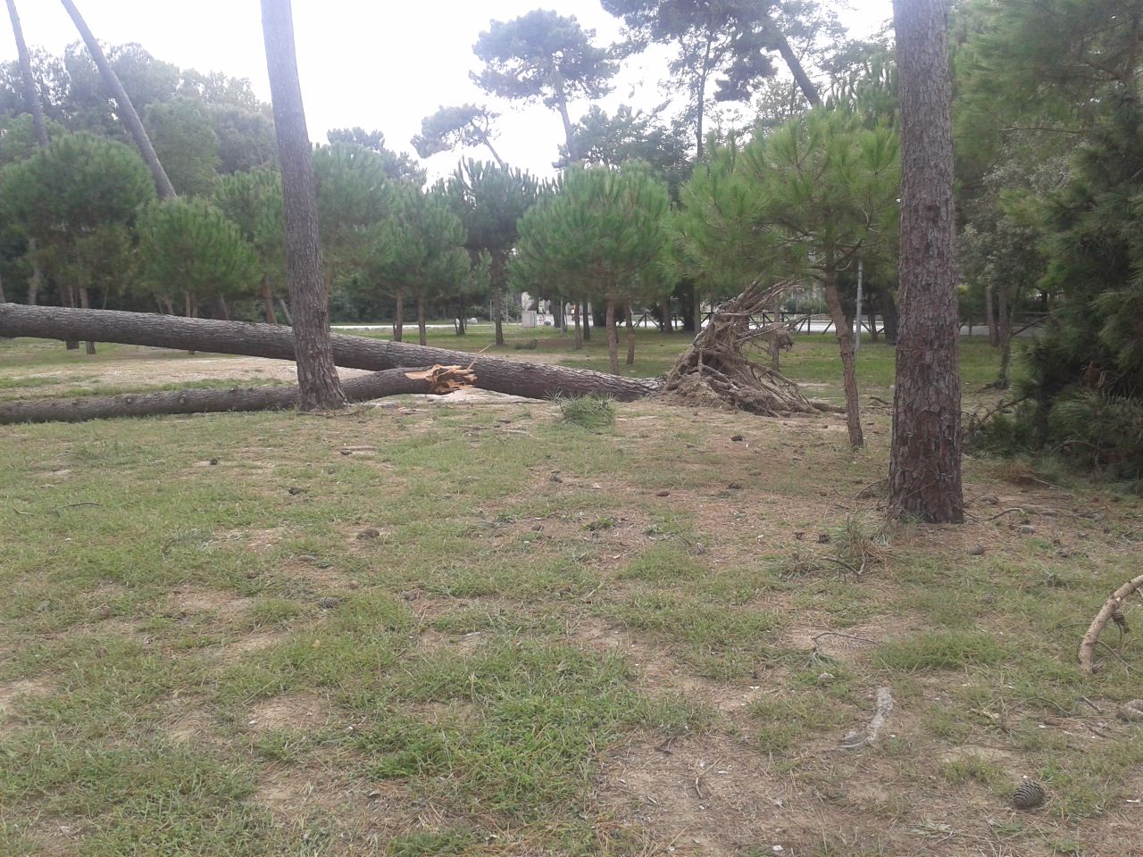Cadono altri due pini davanti l’ingresso dello stadio
