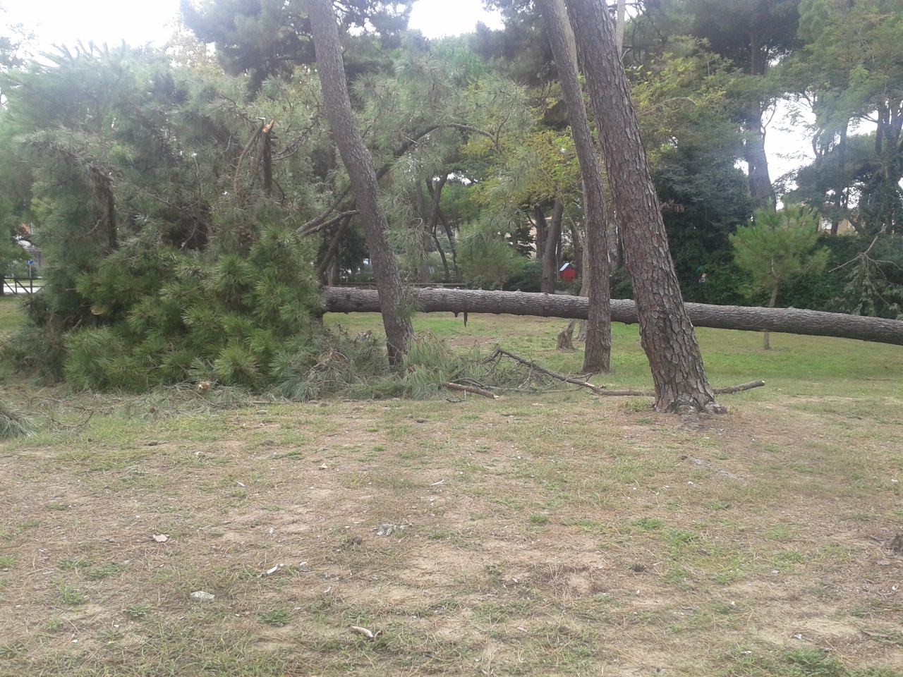 Cadono altri pini davanti lo stadio