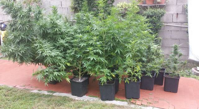 Coltiva 13 piante di marijuana nel giardino di casa: arrestato a Torre del Lago