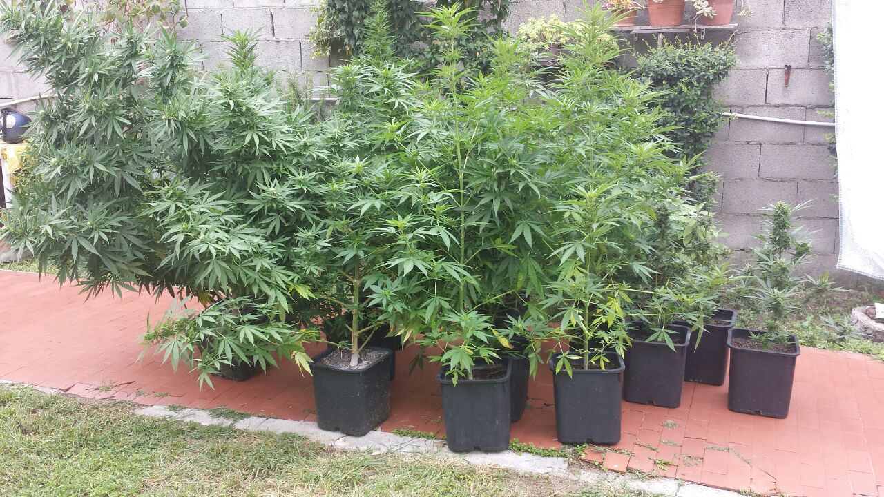 Coltiva 13 piante di marijuana nel giardino di casa: arrestato a Torre del Lago