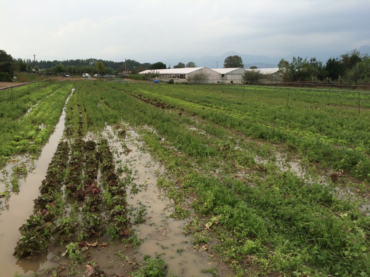 Domande disoccupazione agricola, possibile chiedere indennità